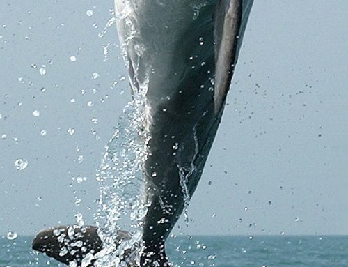 Три вида делфини се срещат в Черно море