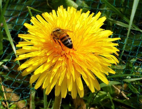 Цветя и пчели
